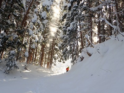 写真 シカ調査杉林フクジュソウ